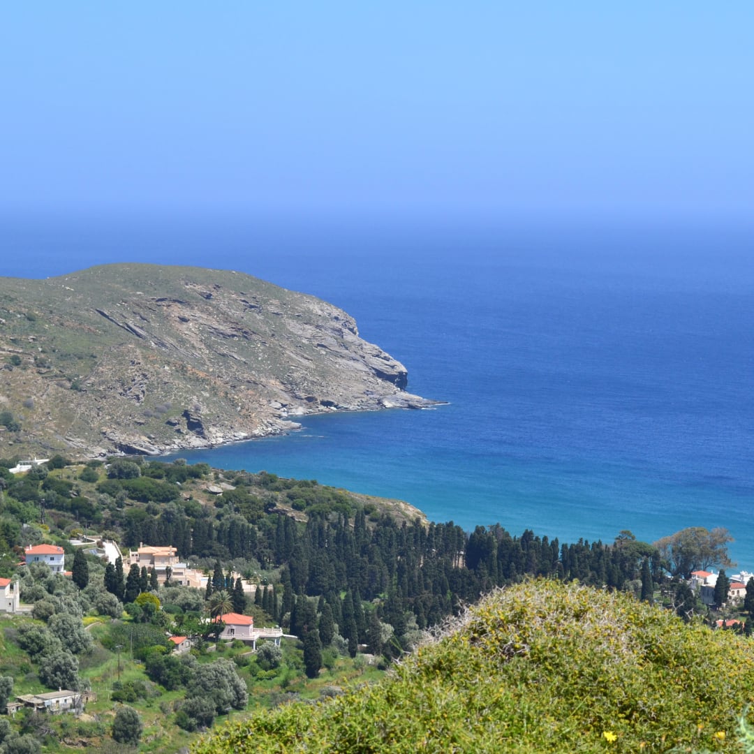 The olive grove